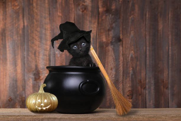 gatos negros y supersticiones