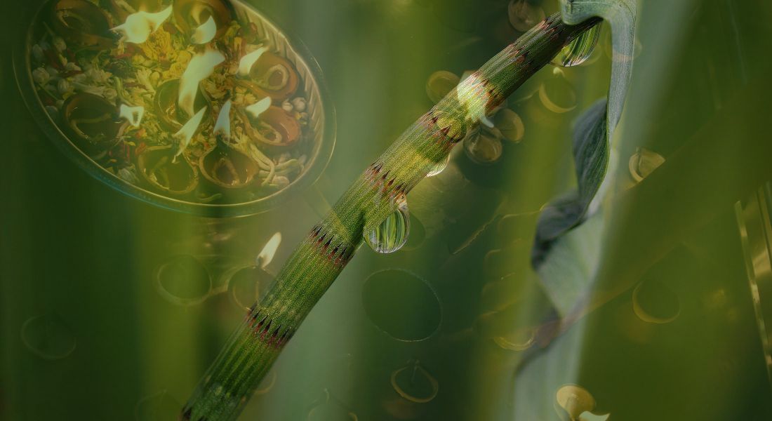 El bambú de la prosperidad atraerá dinero, amor y salud