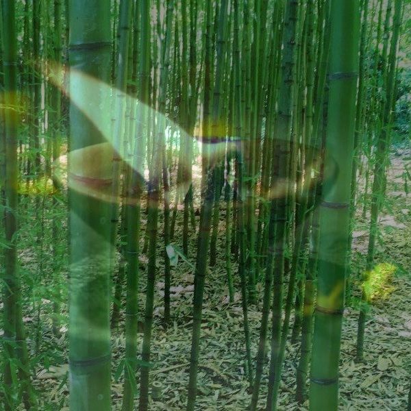 Creencias acerca del bambú y su historia